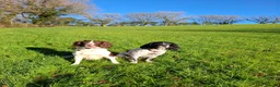 English Springer Spaniel dogs for sale: 5 springer spaniel puppies with docked tails in Axminster - Advert 4