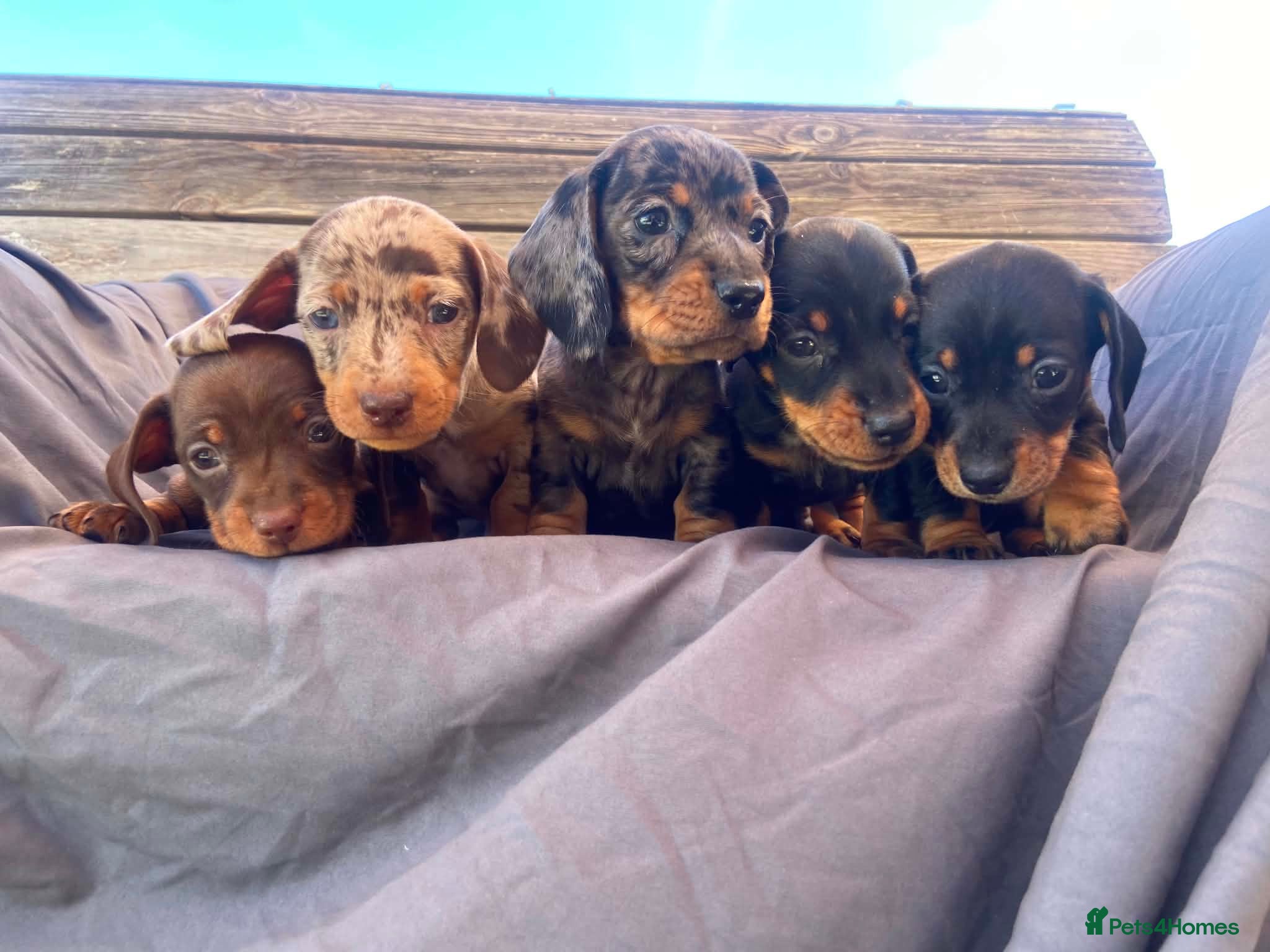 Miniature Dachshund dogs Miniature dachshund puppies for sale  - Advert 10