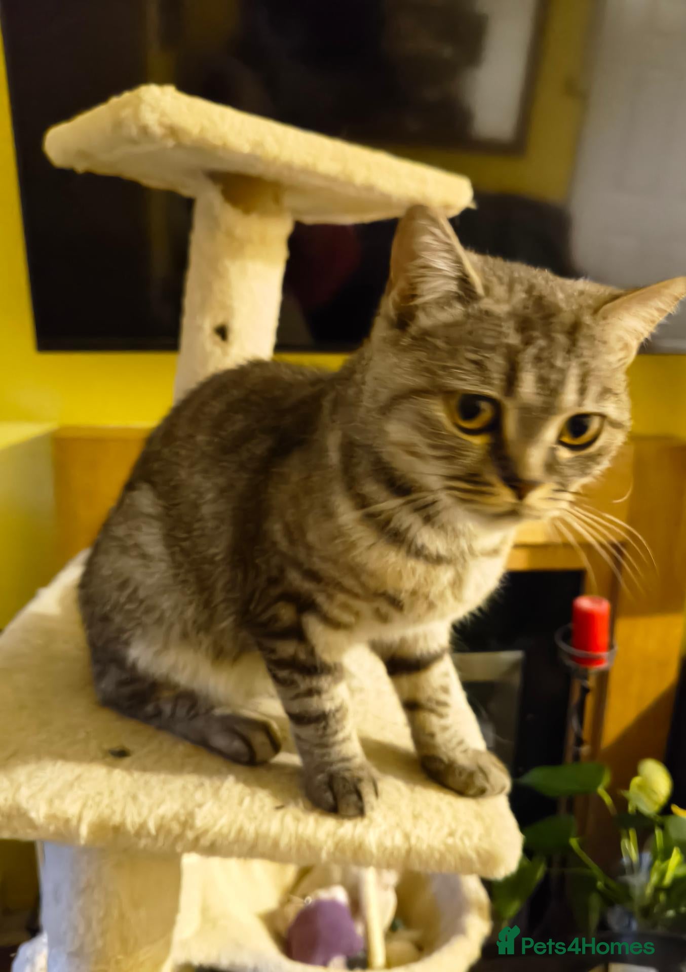 British Shorthair cats Beautiful Kittens for Sale 2 Girls & 2 Boys - Advert 1