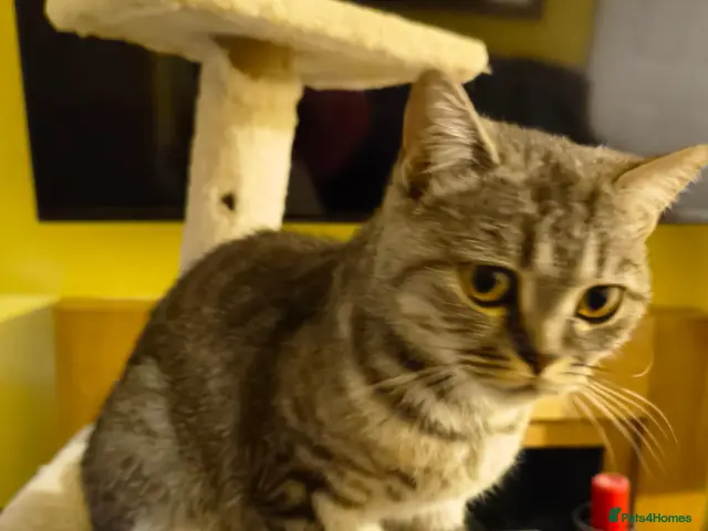 British Shorthair cats for sale: Beautiful Kittens for Sale 2 Girls & 2 Boys - Advert 1