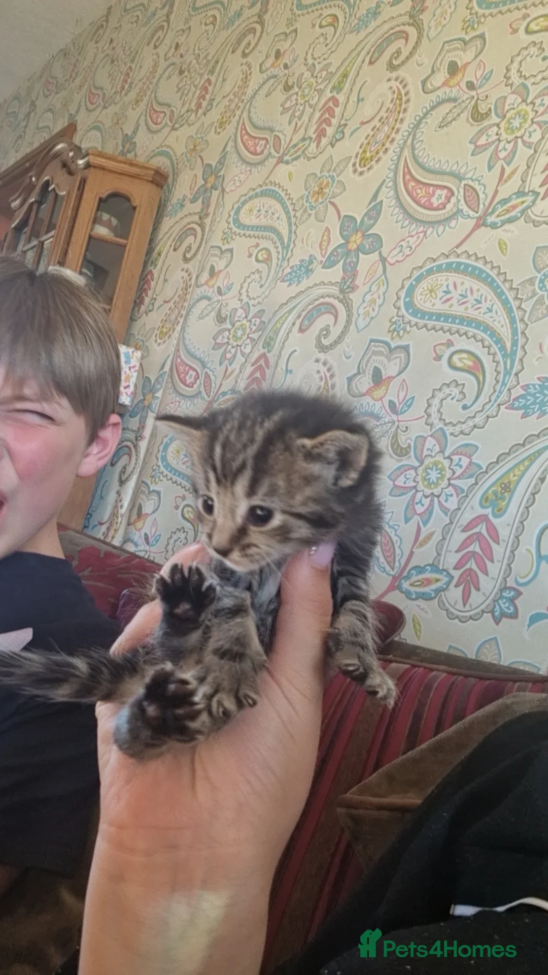British Longhair cats for sale: 4 longhaird kittens  in Cleckheaton - Advert 2