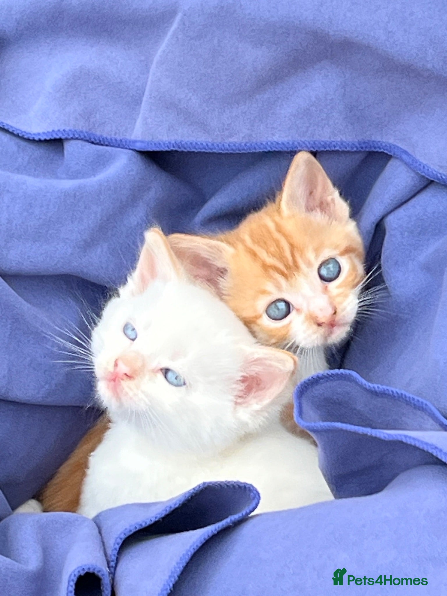 Mixed Breed cats Mixed litter of playful kittens. - Advert 1