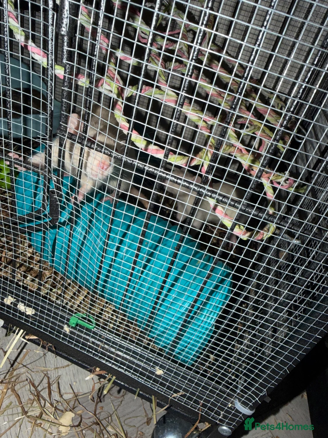 Rat rodents for sale: 2 female rats for rehoming in bradford - Advert 3