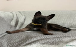 Belgian Shepherd Dog dogs for sale: 6 adorable Belgian malinois puppy's for sale  - Image 22