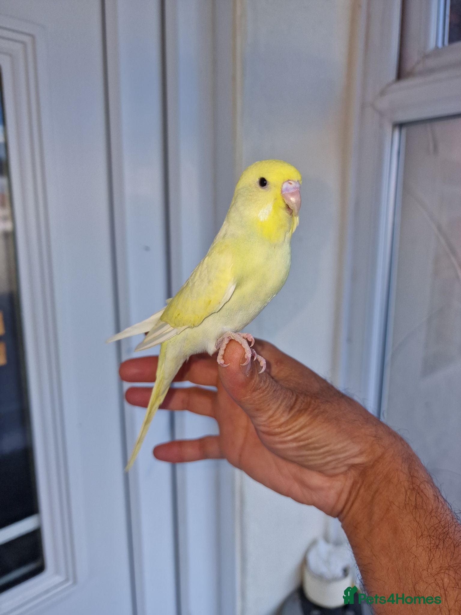 Budgerigars birds Super hand tamed baby budgies  - Advert 12