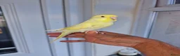 Budgerigars birds for sale: Super hand tamed baby budgies  - Advert 11