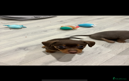 Dachshund dogs for sale: Dachshund puppies ready to leave !  - Image 6