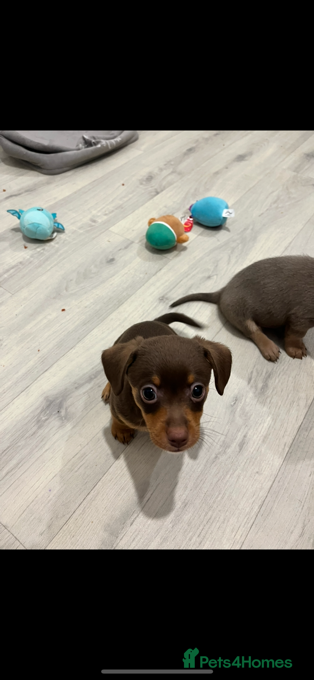 Dachshund dogs for sale: Dachshund puppies ready to leave !  - Image 6