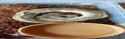 Python Snake reptiles for sale: Mixed royal python  - Advert 5