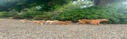Cockapoo dogs for sale: Stunning Standard Cockapoos  - Advert 16