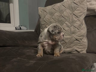 English Bulldog dogs - Advert 1