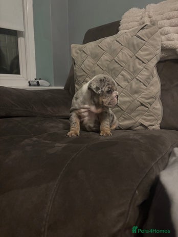 English Bulldog dogs - Advert 1