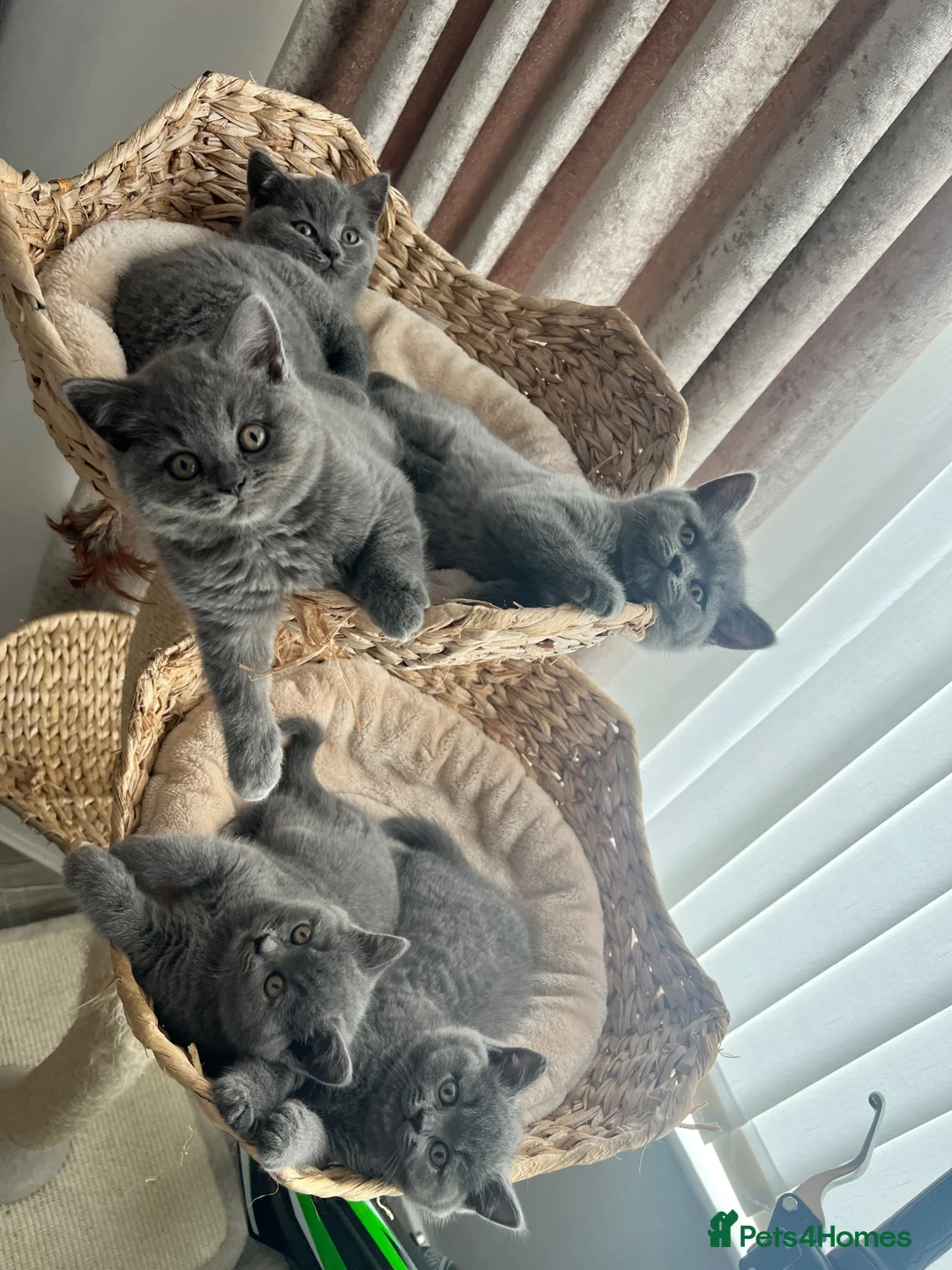 British Shorthair cats for sale: British shorthair kittens domestic  - Advert 2