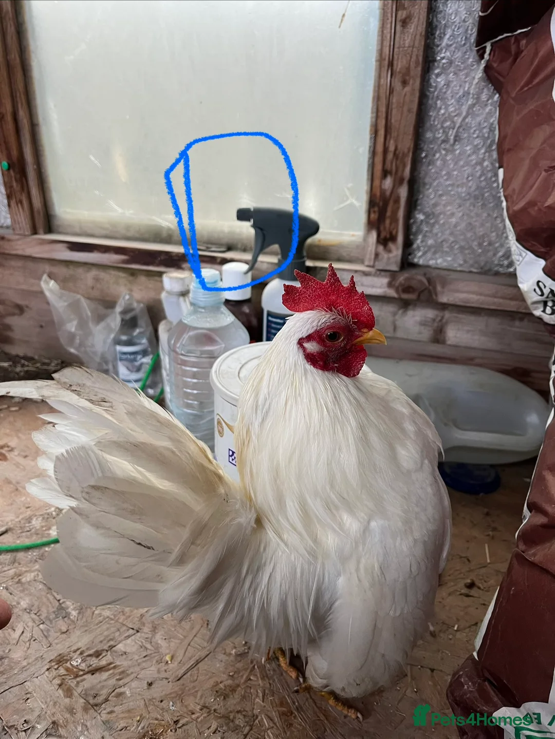 Chickens poultry for sale: Serama Hens & Cockerels - Advert 4