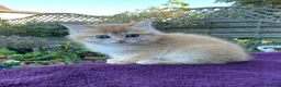 British Shorthair cats for sale: Golden, Golden Colourpoint & Silver Tipped - Advert 16