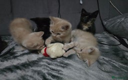 Mixed Breed cats for sale: Mixed breed kittens ready now.  - Image 12