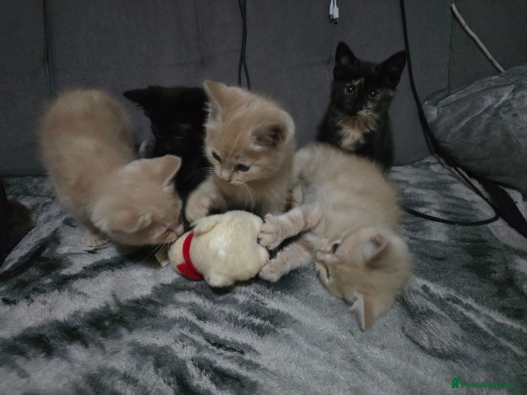 Mixed Breed cats for sale: Mixed breed kittens ready now.  - Image 12