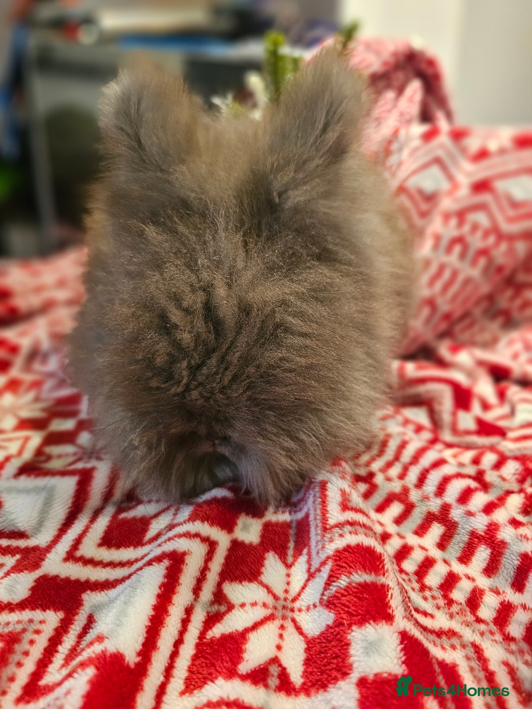 Angora rabbits for sale: Angora X - Advert 18