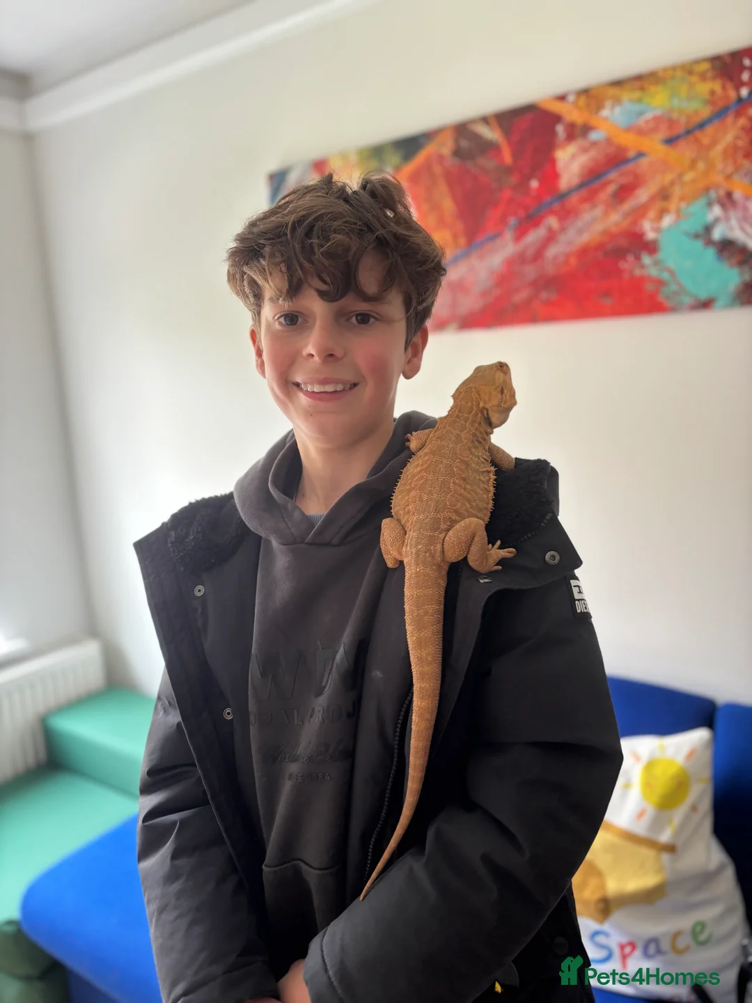 Bearded Dragon reptiles for sale: Leatherback Bearded dragon  - Advert 3