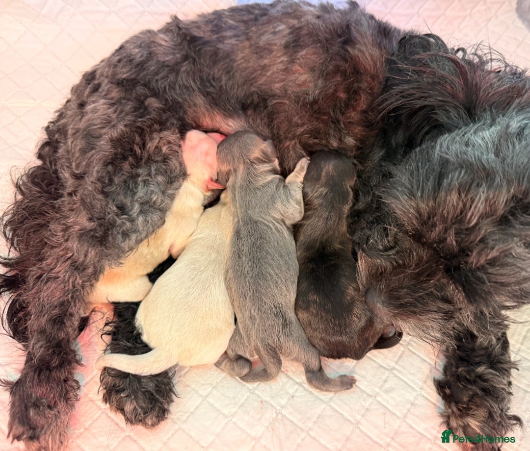 Chihuahua dogs for stud: STUD: Gorgeous White Long Coat Chihuahua  in Aldershot - Image 31