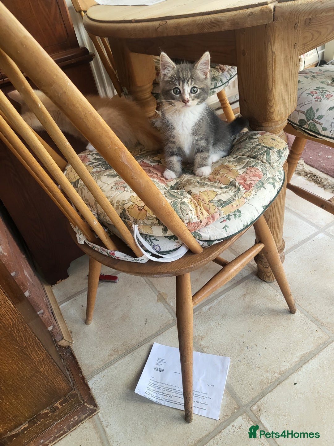 Siberian cats for sale: Siberian kittens - Image 9