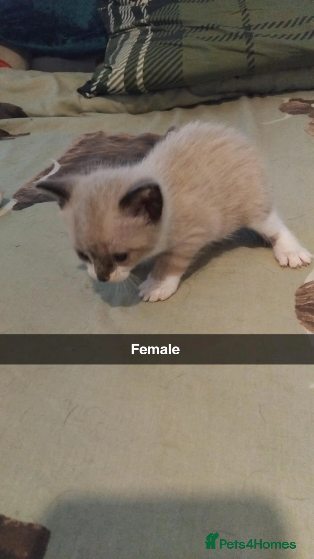 British Shorthair cats for sale: Kittens for sale  - Advert 7