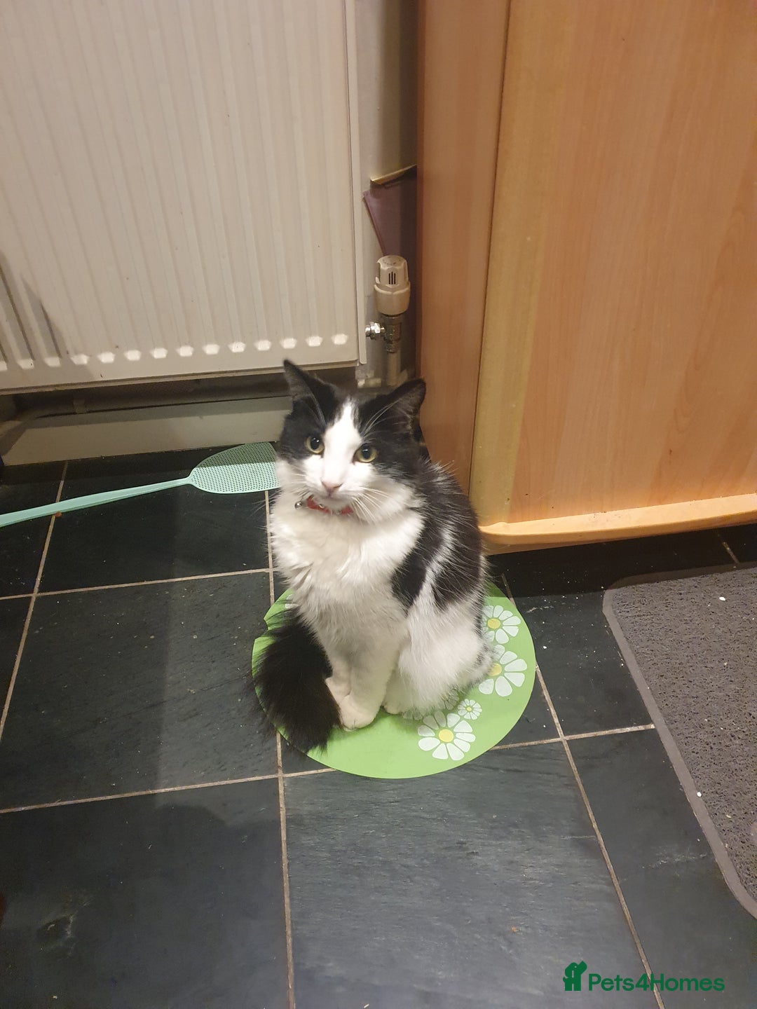 Mixed Breed cats for sale: Lovely long hair cat needs new home - Advert 6