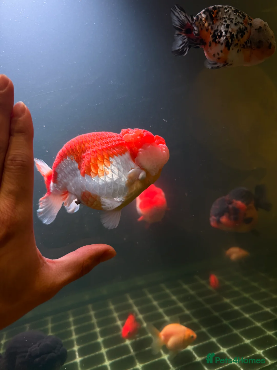 Fancy Goldfish fish for sale: PREMIUM INDO-IMPORTED RANCHU & ORANDA COLLECTION  in Amersham - Advert 7