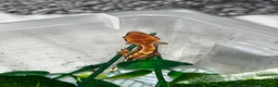 Gecko reptiles for sale: Four baby crested geckos  - Advert 5