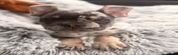 French Bulldog dogs for sale: French Bulldog 6 Months Old Merle in Slough - Advert 1