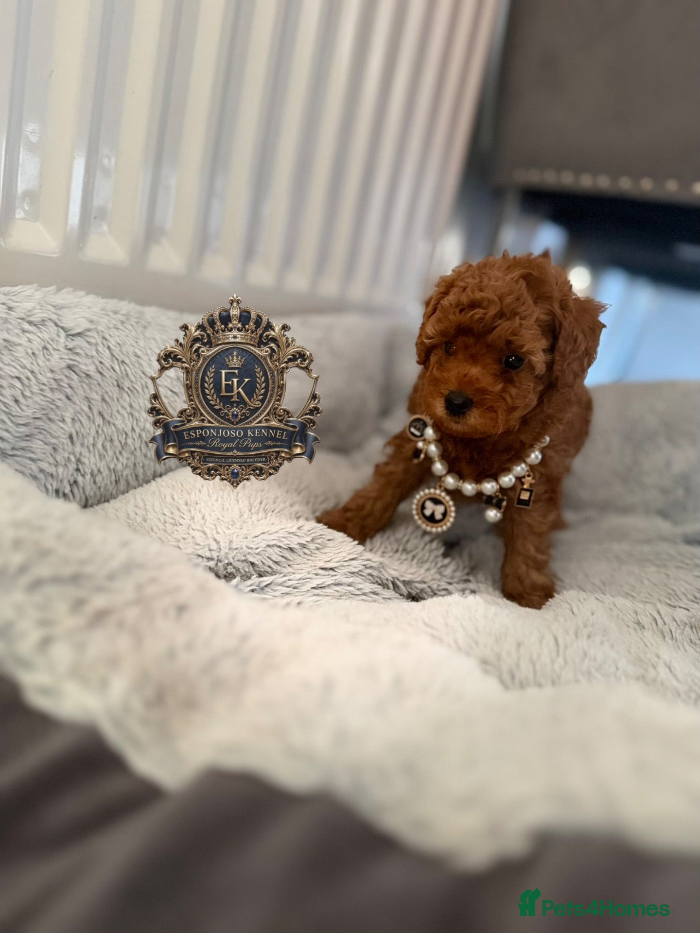 Toy Poodle dogs 5⭐️licensed ESPONJOSO tiny Half Asian Toy Poodle👑 - Advert 2