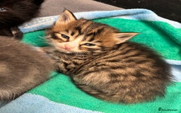 Mixed Breed cats for sale: Kittens  - Image 4