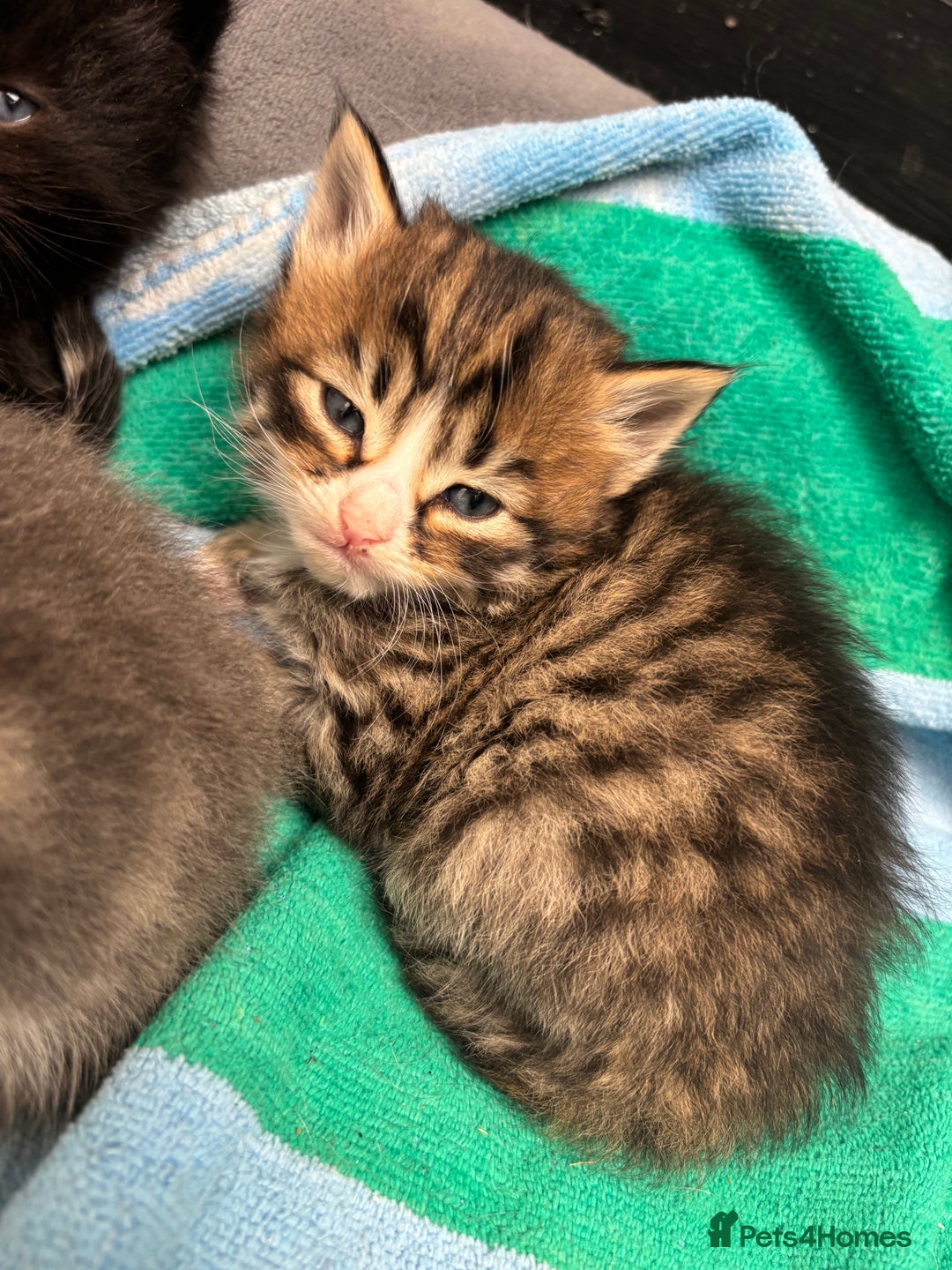 Mixed Breed cats for sale: Kittens  - Image 4