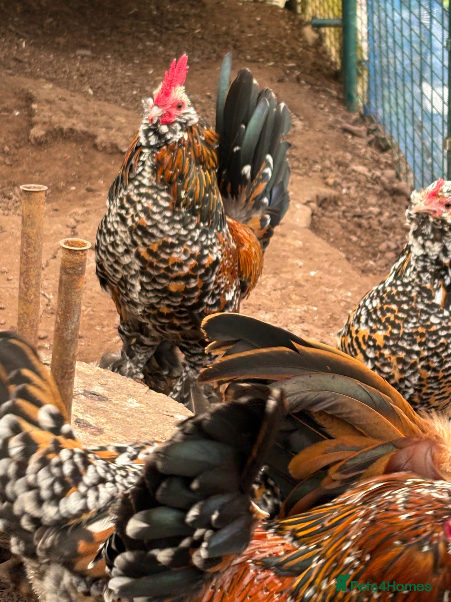 Chickens poultry Barbu d’Uccle Bantam Trio ( 2 hens 1 cockerel - Advert 1