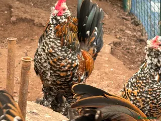 Chickens poultry Barbu d’Uccle Bantam Trio ( 2 hens 1 cockerel - Advert 1