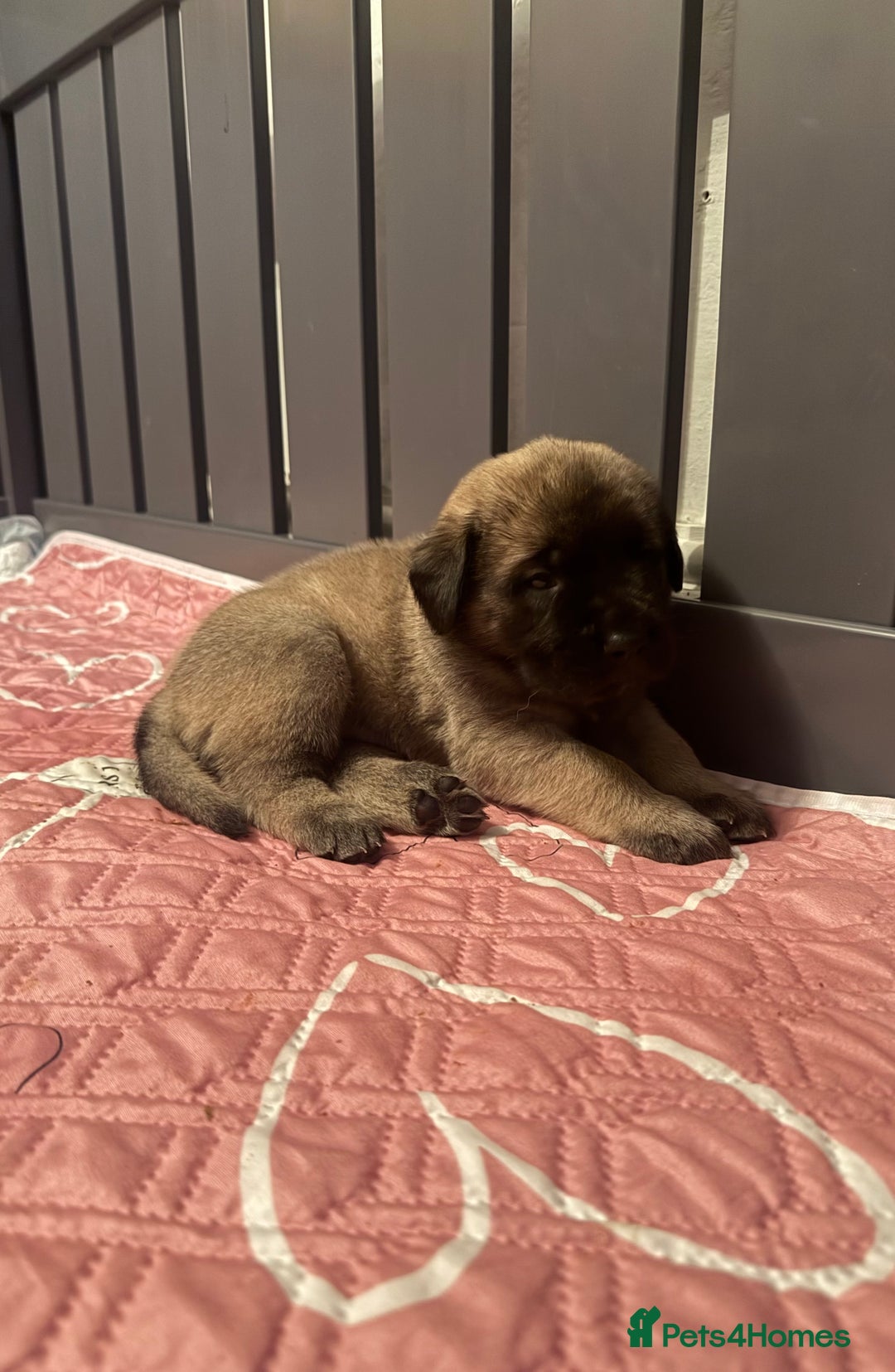 Mastiff dogs for sale: KC English mastiff Puppies  - Advert 17