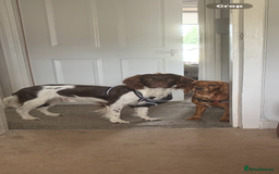 Sprocker dogs for sale: Sprocker Spaniels  - Image 6