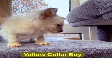 Ragdoll cats - Advert 14