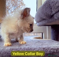 Ragdoll cats - Advert 14