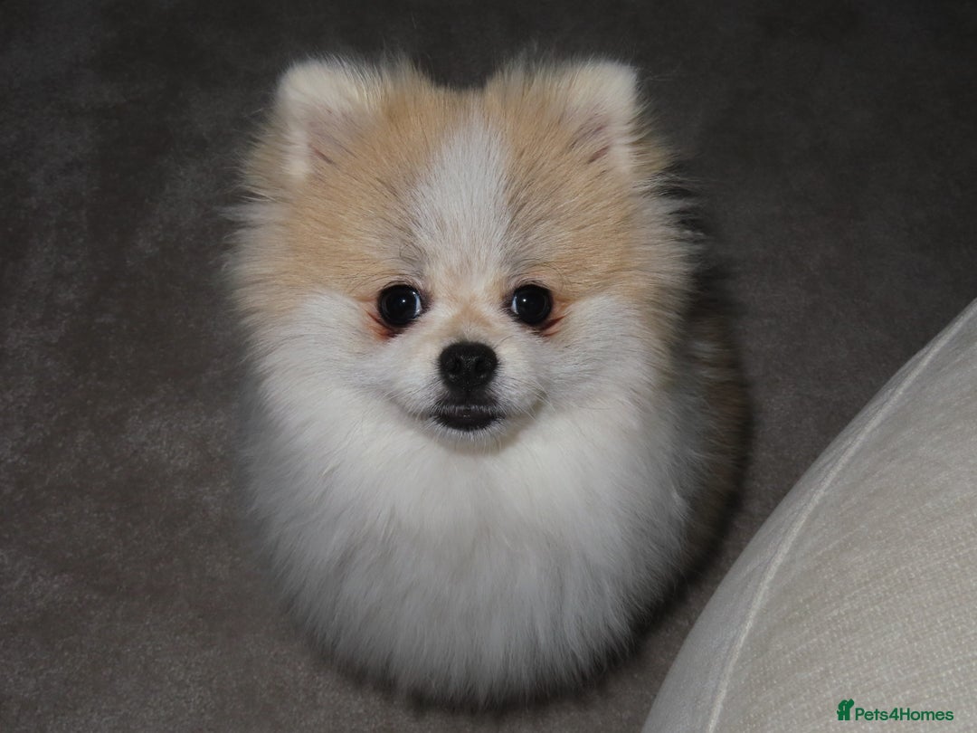 Pomeranian dogs for sale: Teddy bear Pomeranian- show style    - Image 2