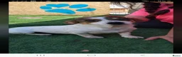 Mixed Breed dogs for adoption: Daisy 6kg  in Nottingham - Advert 3
