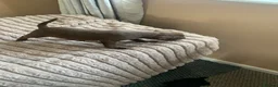 Patterdale Terrier dogs for sale: Patterdale terrier pups  - Advert 12