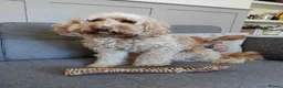 Cockapoo dogs for sale: Cockapoo puppies Doncaster - Advert 11