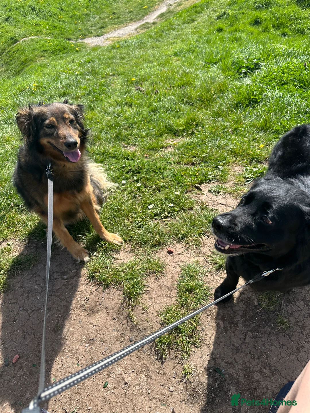 Mixed Breed dogs for sale: Meet Nero your new furry best friend - Advert 6