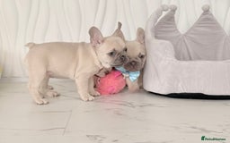 French Bulldog dogs for sale: Stunning platinum and lilac fawn boys and girls - Image 17