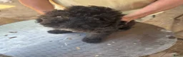 Poodle dogs for sale: Stunning Smaller Moyen Poodle puppies available - Advert 3