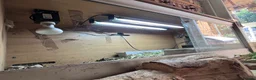 Hermann Tortoise reptiles for sale: Hermann tortoises(s) in Moreton-in-Marsh - Advert 4