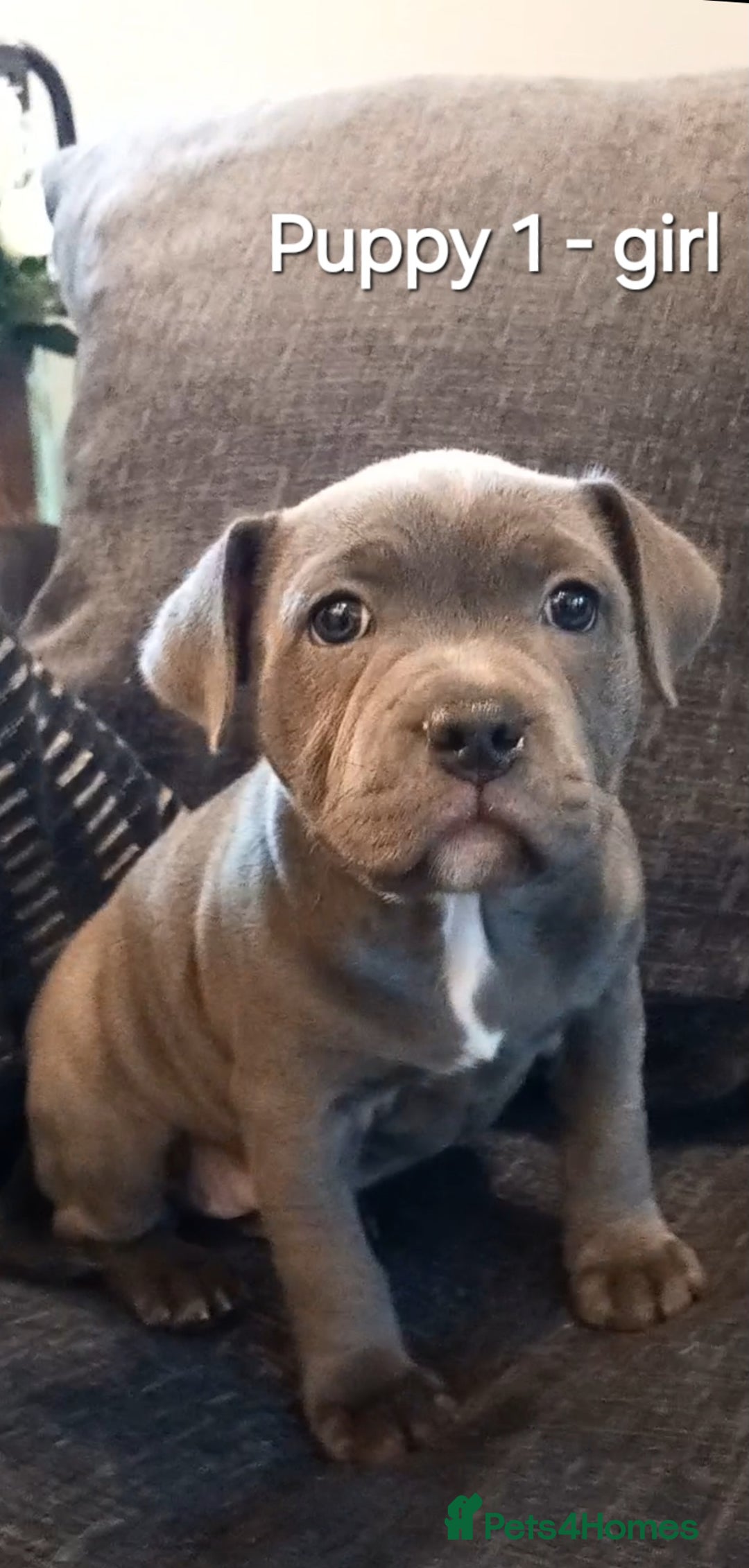 Staffordshire Bull Terrier dogs for sale: Beautiful Staffordshire Bull Terrier puppies - Advert 2
