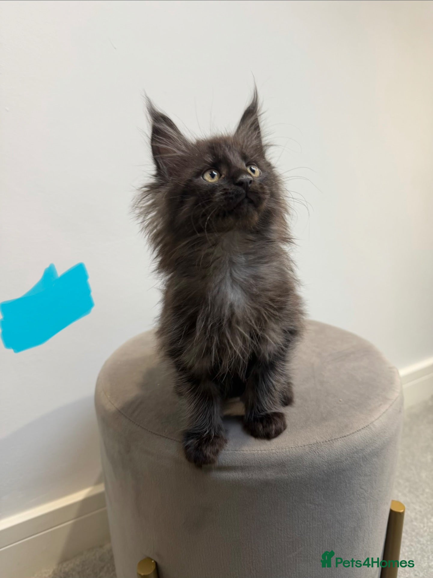 Maine Coon cats Ready now 😻 reduced if taken this week ❤️ - Advert 10