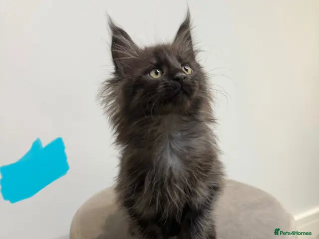 Maine Coon cats Ready now 😻 reduced if taken this week ❤️ - Advert 13